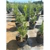 Image 1 : 50 - Podocarpus   3 Gal - 50 X $
