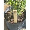 Image 2 : 50 - Podocarpus   3 Gal - 50 X $