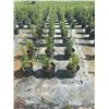 Image 3 : 50 - Podocarpus   3 Gal - 50 X $