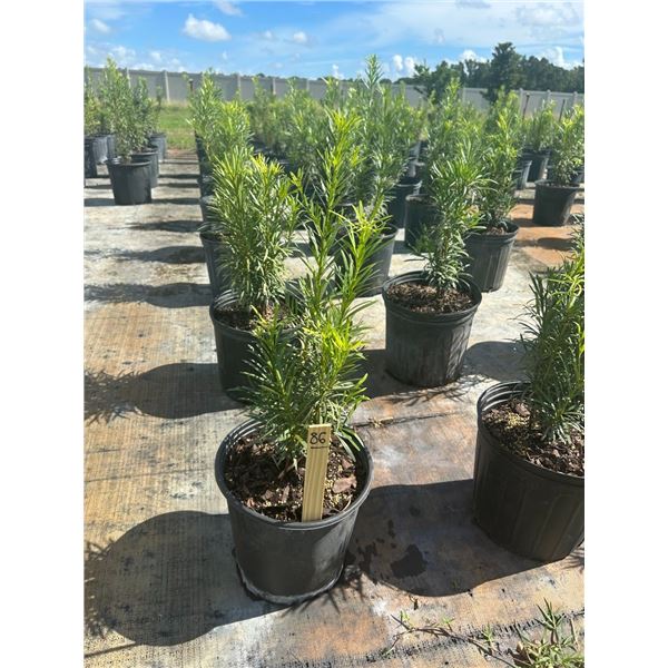50 - Podocarpus   3 Gal - 50 X $