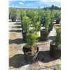 Image 1 : 50 - Podocarpus   3 Gal - 50 X $
