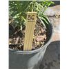 Image 2 : 50 - Podocarpus   3 Gal - 50 X $