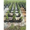 Image 3 : 50 - Podocarpus   3 Gal - 50 X $