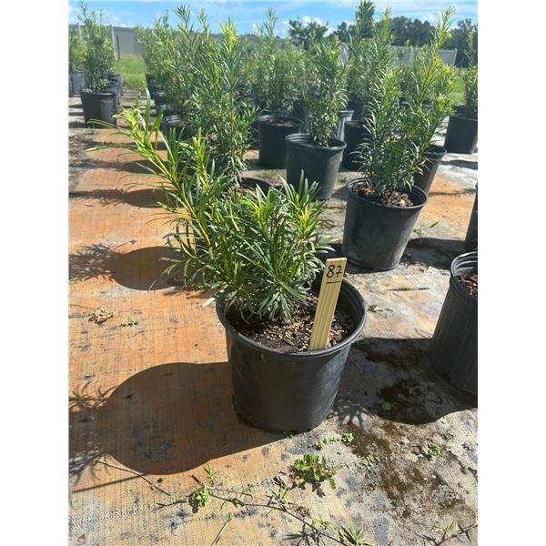 50 - Podocarpus   3 Gal - 50 X $