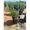 Image 1 : 50 - Podocarpus   3 Gal - 50 X $