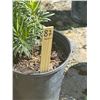 Image 2 : 50 - Podocarpus   3 Gal - 50 X $