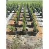 Image 3 : 50 - Podocarpus   3 Gal - 50 X $