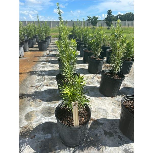 50 - Podocarpus   3 Gal - 50 X $