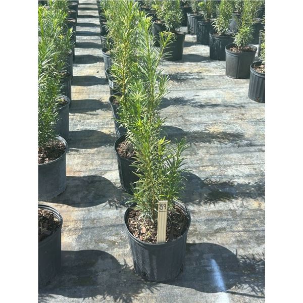 50 - Podocarpus   3 Gal - 50 X $