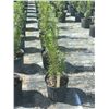 Image 1 : 50 - Podocarpus   3 Gal - 50 X $