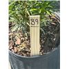 Image 2 : 50 - Podocarpus   3 Gal - 50 X $