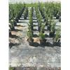 Image 3 : 50 - Podocarpus   3 Gal - 50 X $