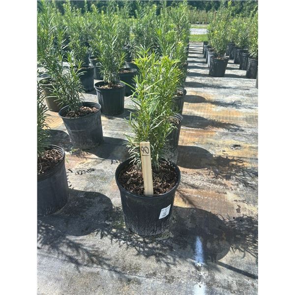 50 - Podocarpus   3 Gal - 50 X $