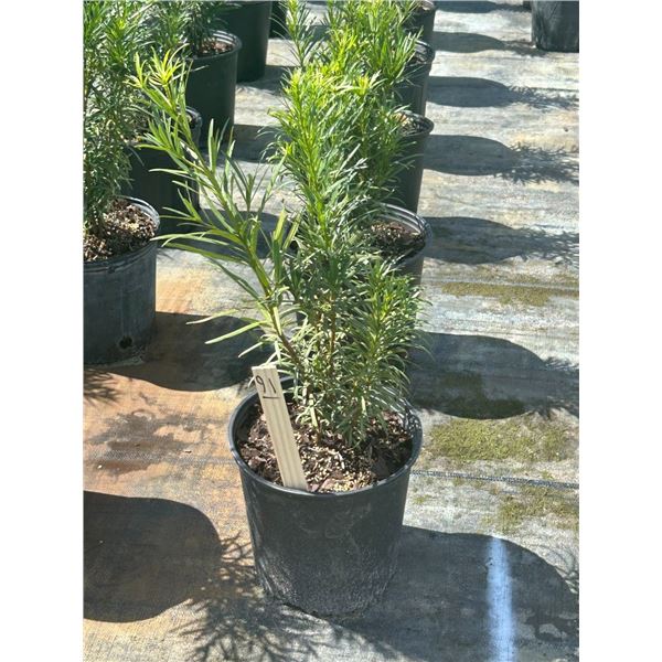 50 - Podocarpus   3 Gal - 50 X $