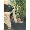Image 2 : 50 - Podocarpus   3 Gal - 50 X $