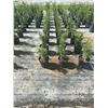 Image 3 : 50 - Podocarpus   3 Gal - 50 X $