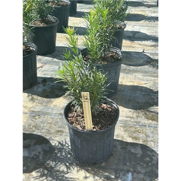 50 - Podocarpus   3 Gal - 50 X $