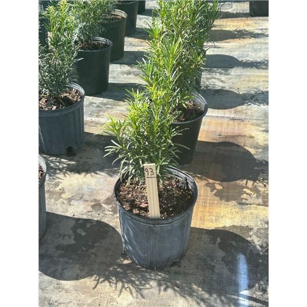 50 - Podocarpus   3 Gal - 50 X $