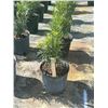 Image 1 : 50 - Podocarpus   3 Gal - 50 X $