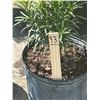 Image 2 : 50 - Podocarpus   3 Gal - 50 X $