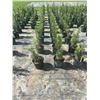Image 3 : 50 - Podocarpus   3 Gal - 50 X $