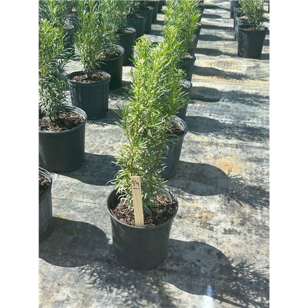 50 - Podocarpus   3 Gal - 50 X $