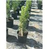 Image 1 : 50 - Podocarpus   3 Gal - 50 X $