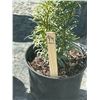 Image 2 : 50 - Podocarpus   3 Gal - 50 X $