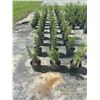 Image 3 : 50 - Podocarpus   3 Gal - 50 X $