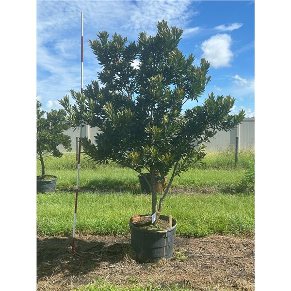 11-Japanese  Blueberry  30 Gal  - 11 X $