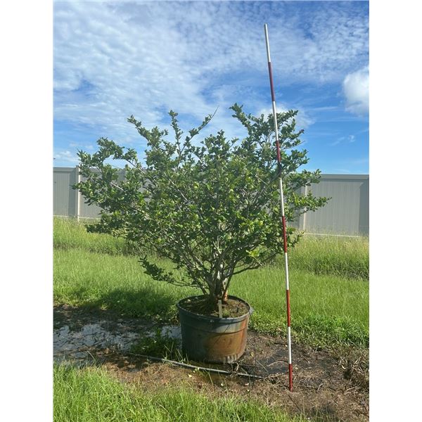 19-Ligustrum   45 Gal - 19 X $