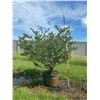Image 1 : 19-Ligustrum   45 Gal - 19 X $