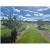 Image 3 : 19-Ligustrum   45 Gal - 19 X $