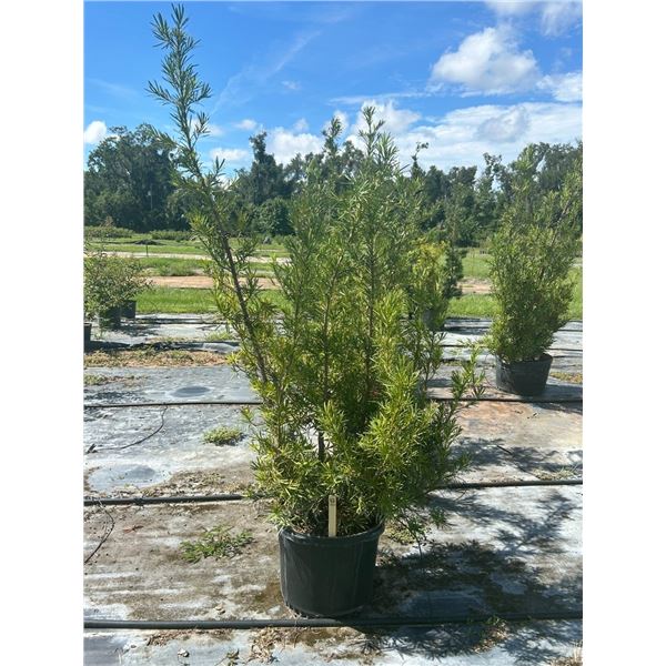 12- Podocarpus   15 Gal  - 12 X $