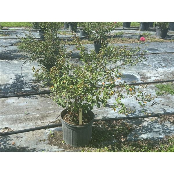 39- Red Crape Myrtle   7 Gal  -  39 X $