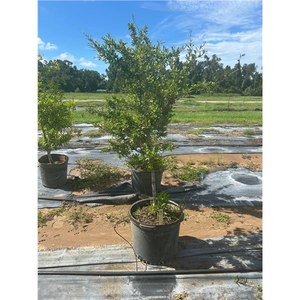 4-Oak/Misc.  - 15 Gal  - 4 X $