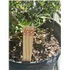 Image 4 : 42- Upright Yaopan Polly  - 7 Gal  - 42 X $