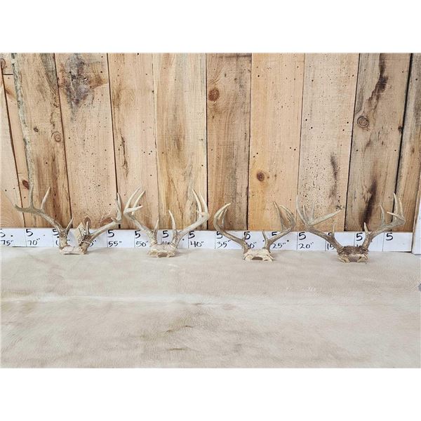 4 Sets Of Whitetail Antlers On Skull Plate