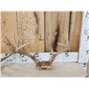 Image 2 : 4 Sets Of Whitetail Antlers On Skull Plate