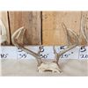 Image 3 : 4 Sets Of Whitetail Antlers On Skull Plate