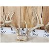 Image 4 : 4 Sets Of Whitetail Antlers On Skull Plate