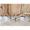 Image 5 : 4 Sets Of Whitetail Antlers On Skull Plate