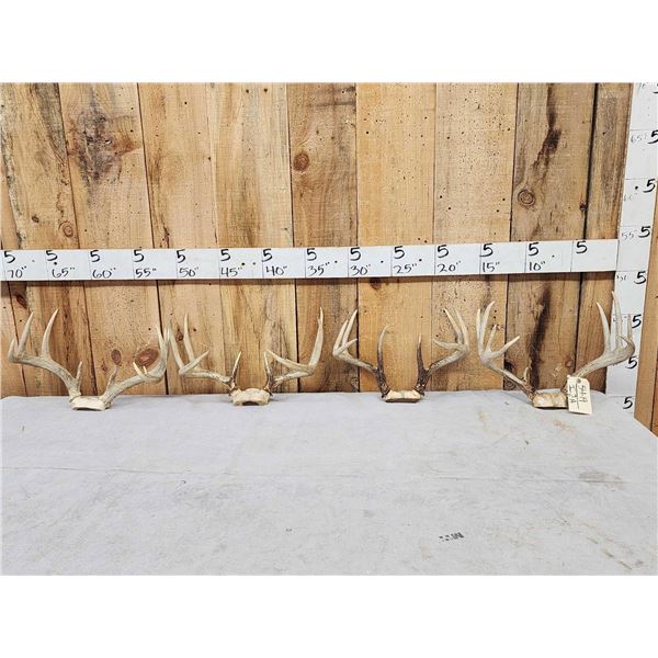 4 Sets Of Whitetail Antlers On Skull Plate