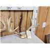 Image 2 : 4 Sets Of Whitetail Antlers On Skull Plate