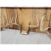 Image 4 : 4 Sets Of Whitetail Antlers On Skull Plate