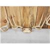 Image 5 : 4 Sets Of Whitetail Antlers On Skull Plate