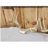 Image 6 : 4 Sets Of Whitetail Antlers On Skull Plate