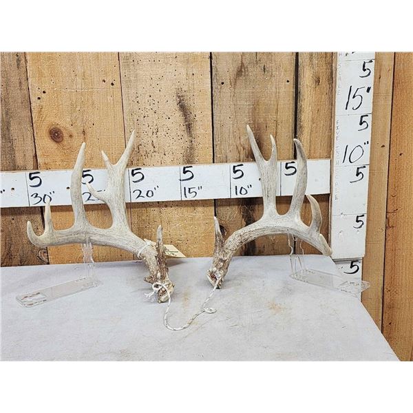 Set Of 5x5 Whitetail Shed Antlers