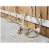 Image 2 : Set Of 5x5 Whitetail Shed Antlers