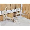Image 3 : Set Of 5x5 Whitetail Shed Antlers